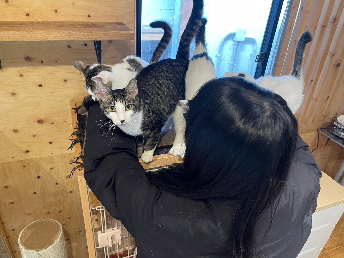館長後ろ姿と猫たち